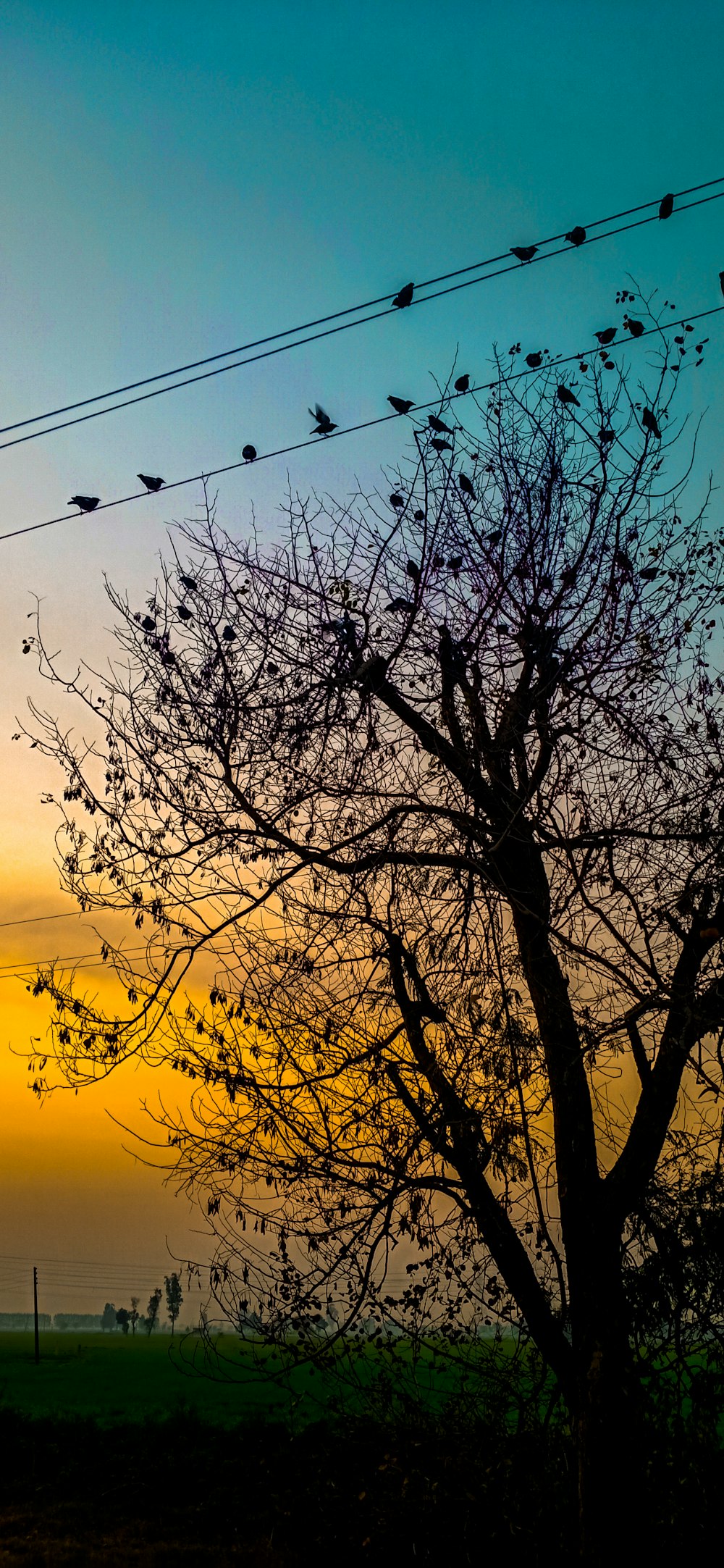 bare tree under wire with perched birds during golden hour