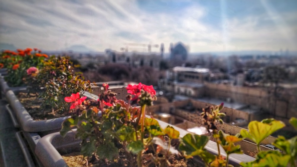 selective focus photography of red flowers on terrace