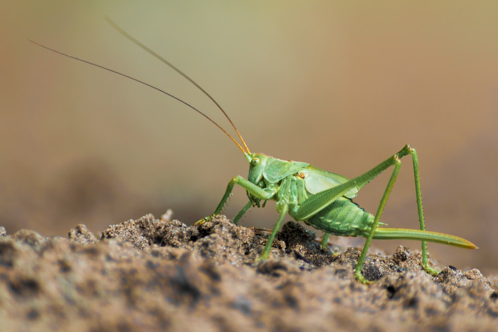 green grasshopper