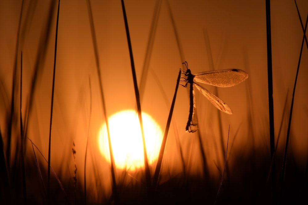 dragonfly on grass during golden hour