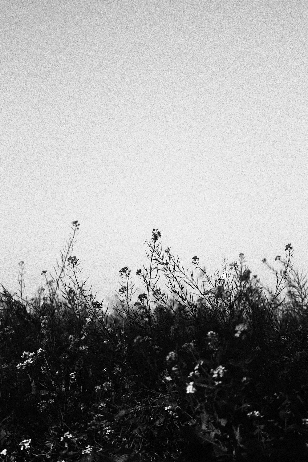 Une photo en noir et blanc d’un champ de fleurs