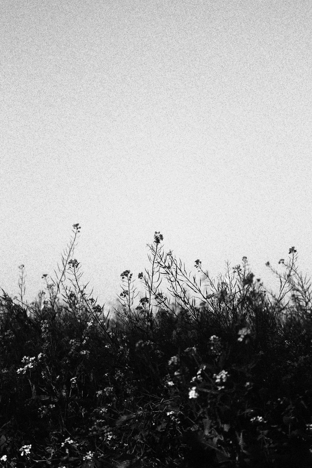 a black and white photo of a field of flowers