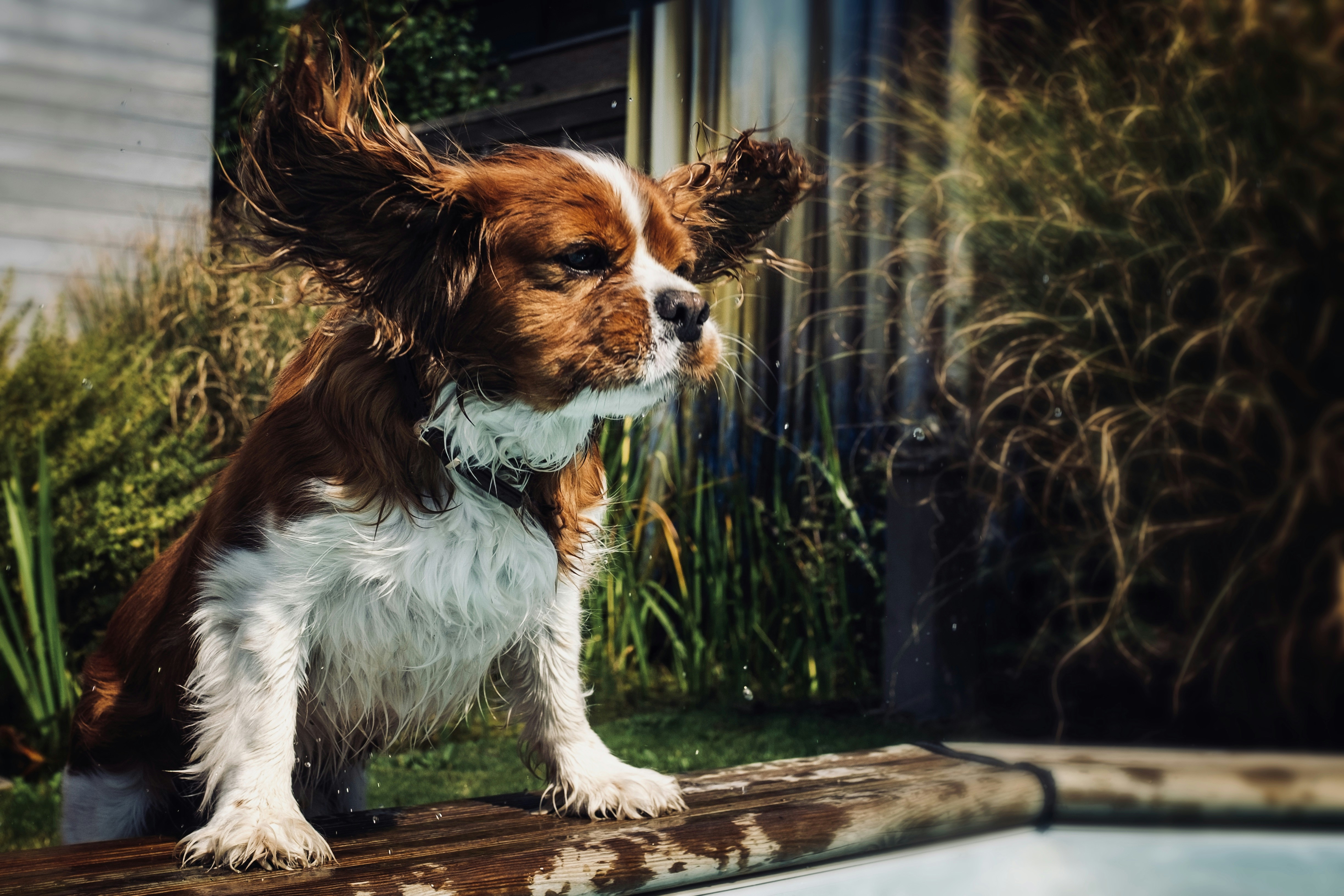 Cavalier King Charles Spaniels: Debunking Myths and Unveiling Facts