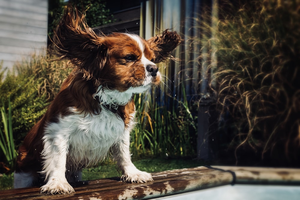 white and brown dog beside plants