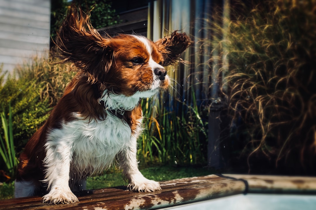 The Regal Evolution of Cavalier King Charles Spaniel: From Royalty to Modern-Day Companion