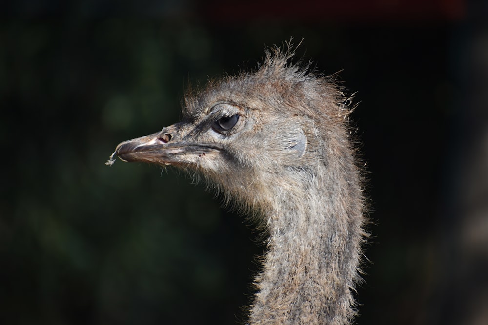 selective-focus photograph of ostrich