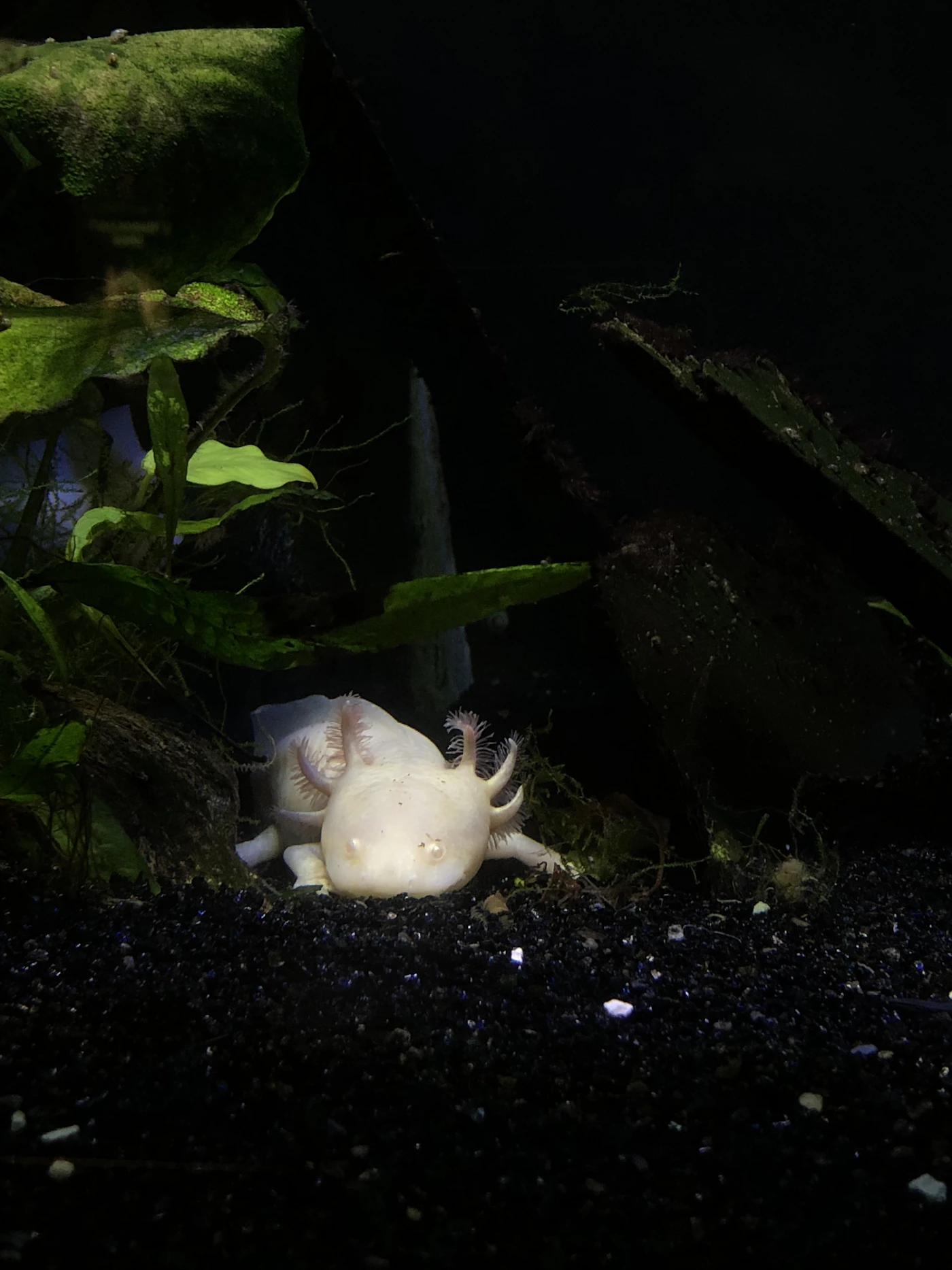 Wasserkanal Xochimilco – Heimat des Axolotls