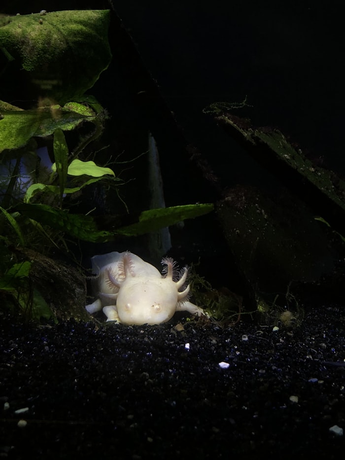 Axolotl resting beside aquatic plants