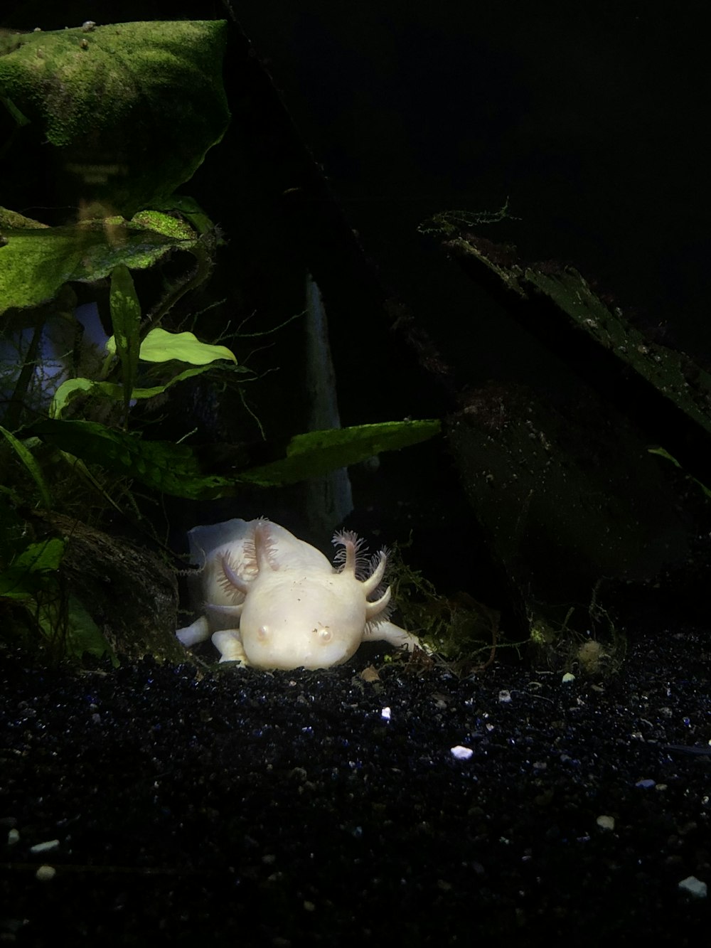 axolotl beside aqua plant