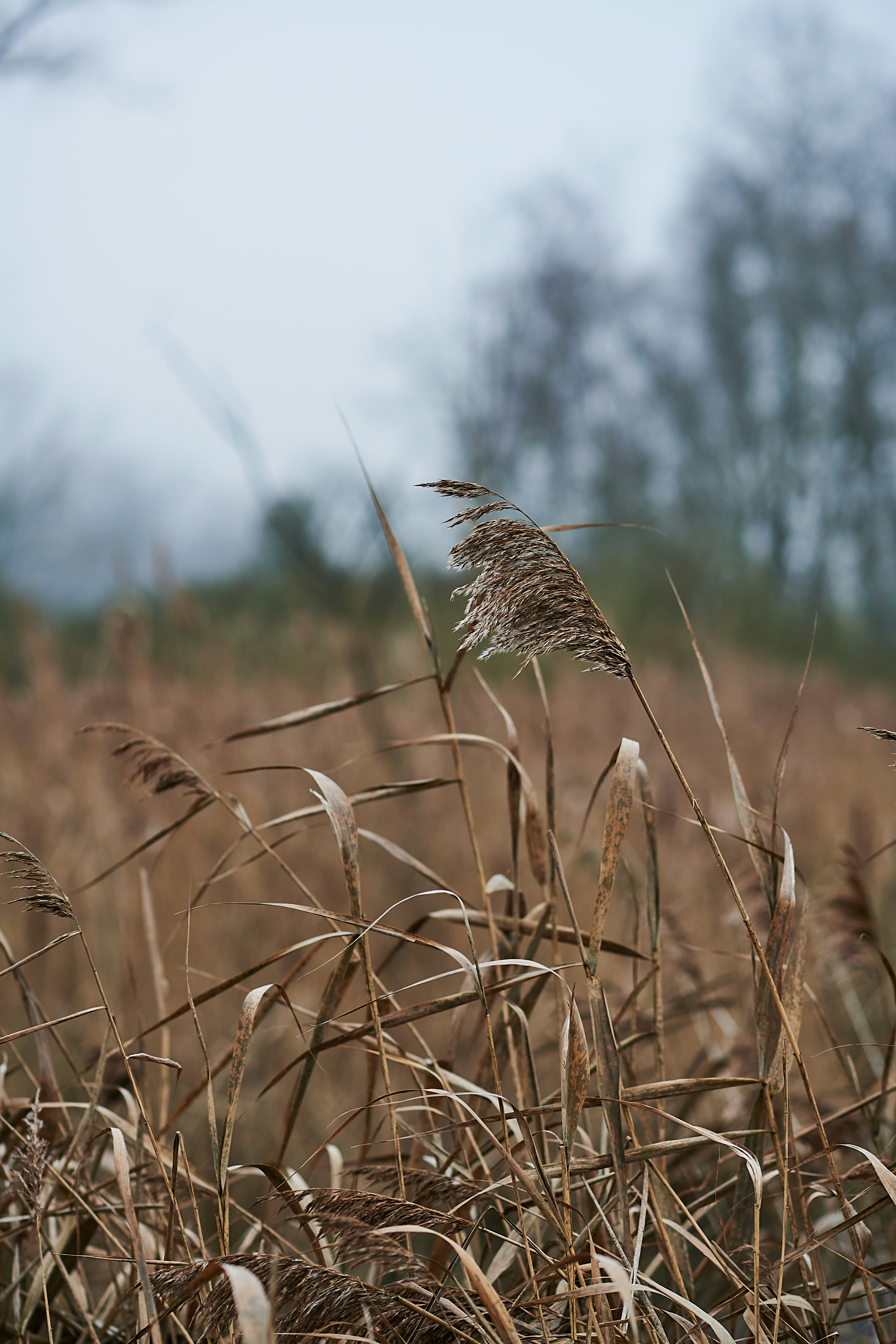 brown wheat plant