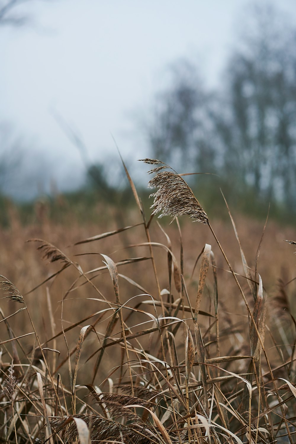 brown wheat plant