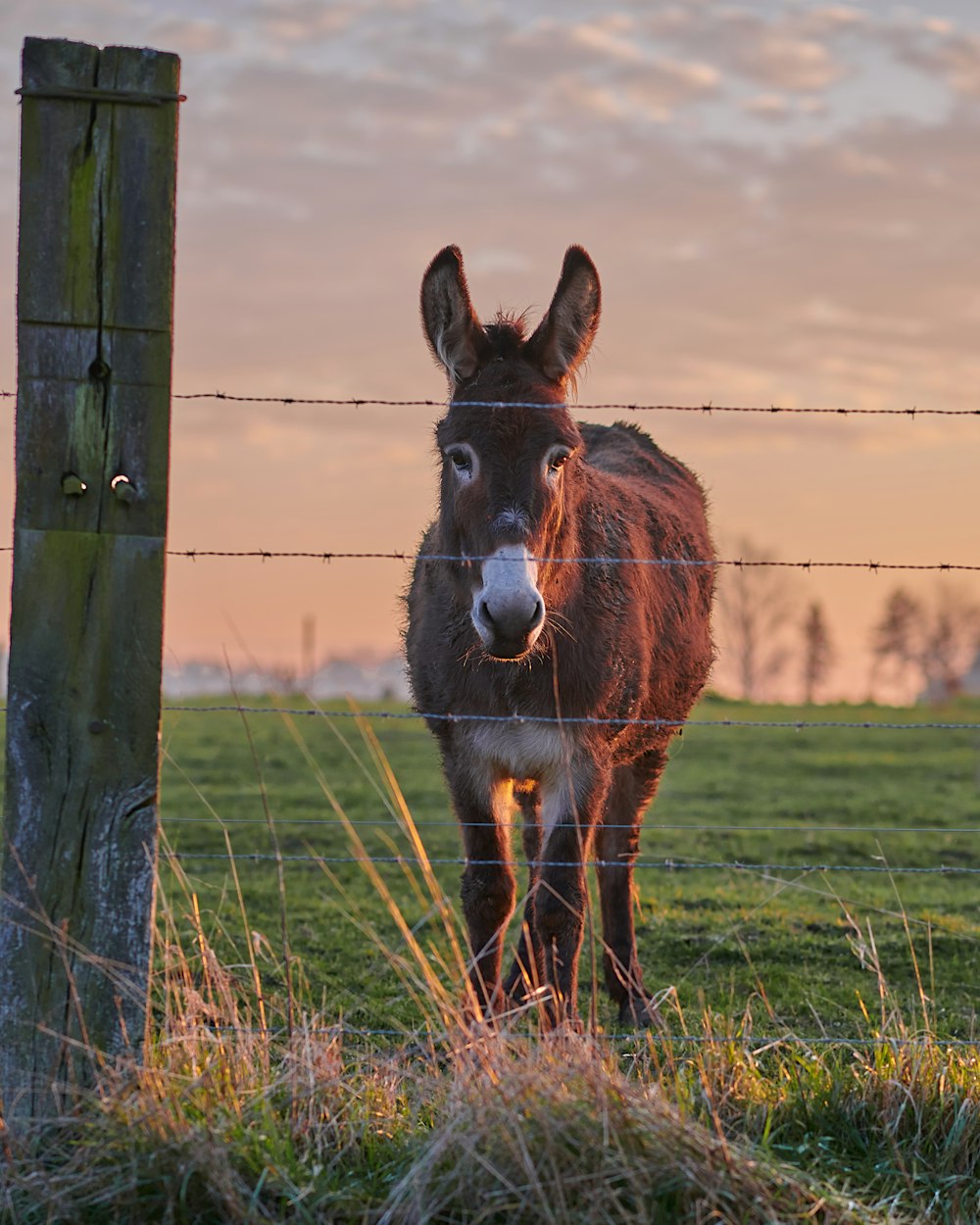 brown and white donkey in front of gray fence