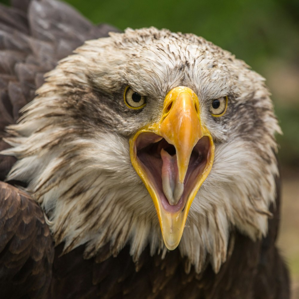 águila calva blanca y marrón