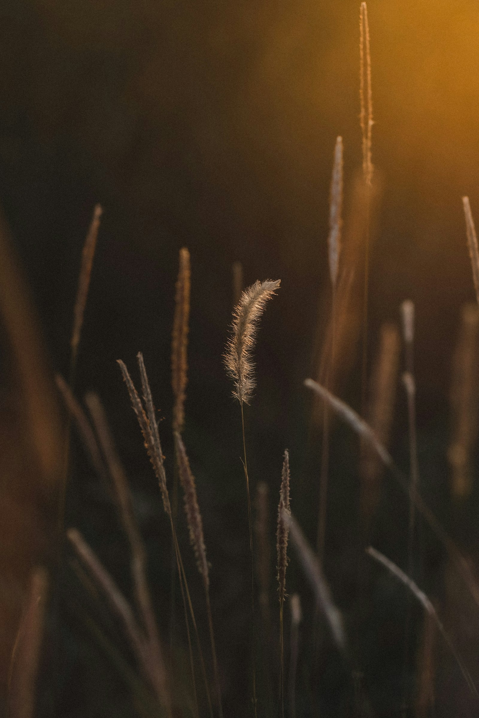 Fujifilm X-A2 sample photo. Wheat field photography