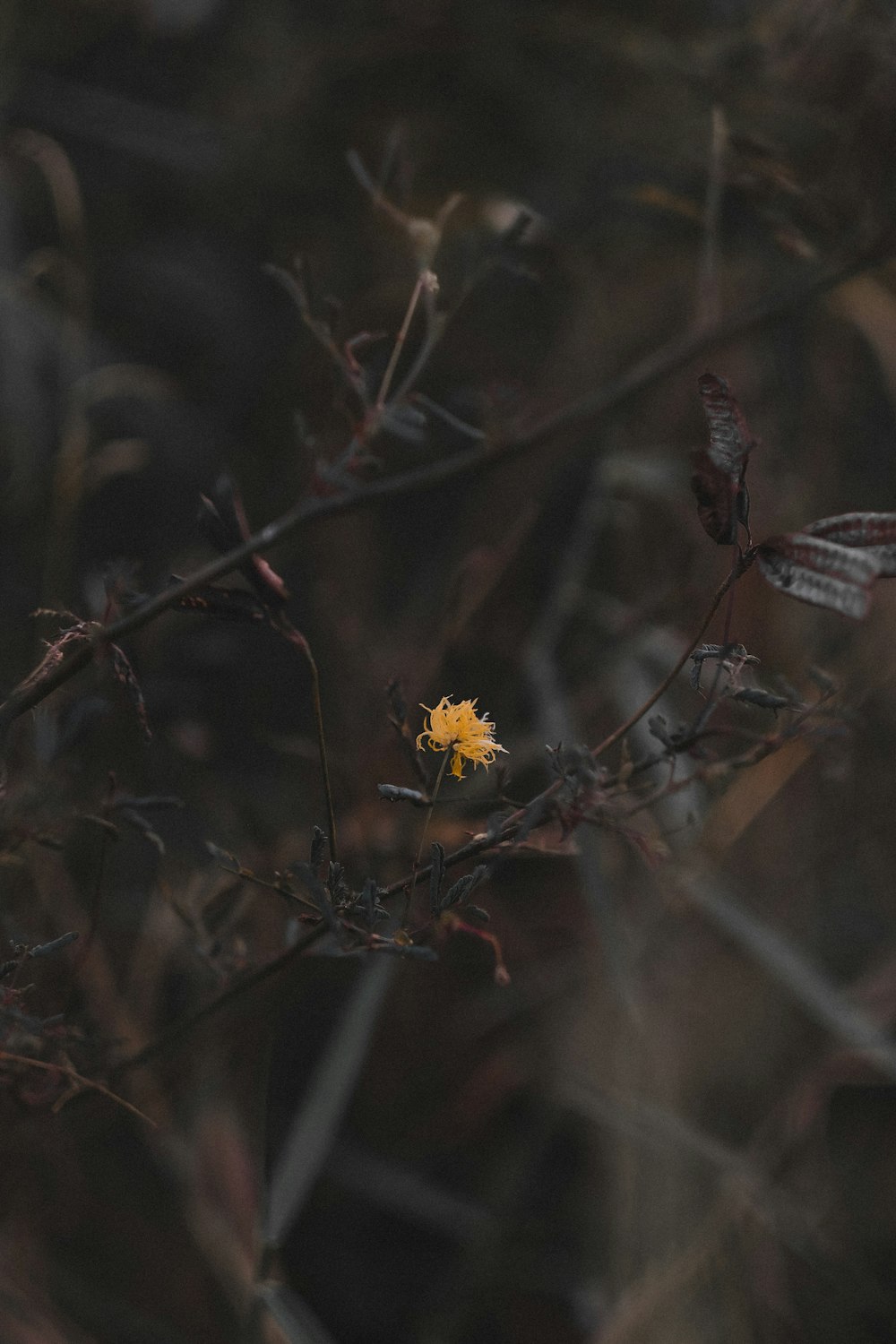 yellow-petaled flowers