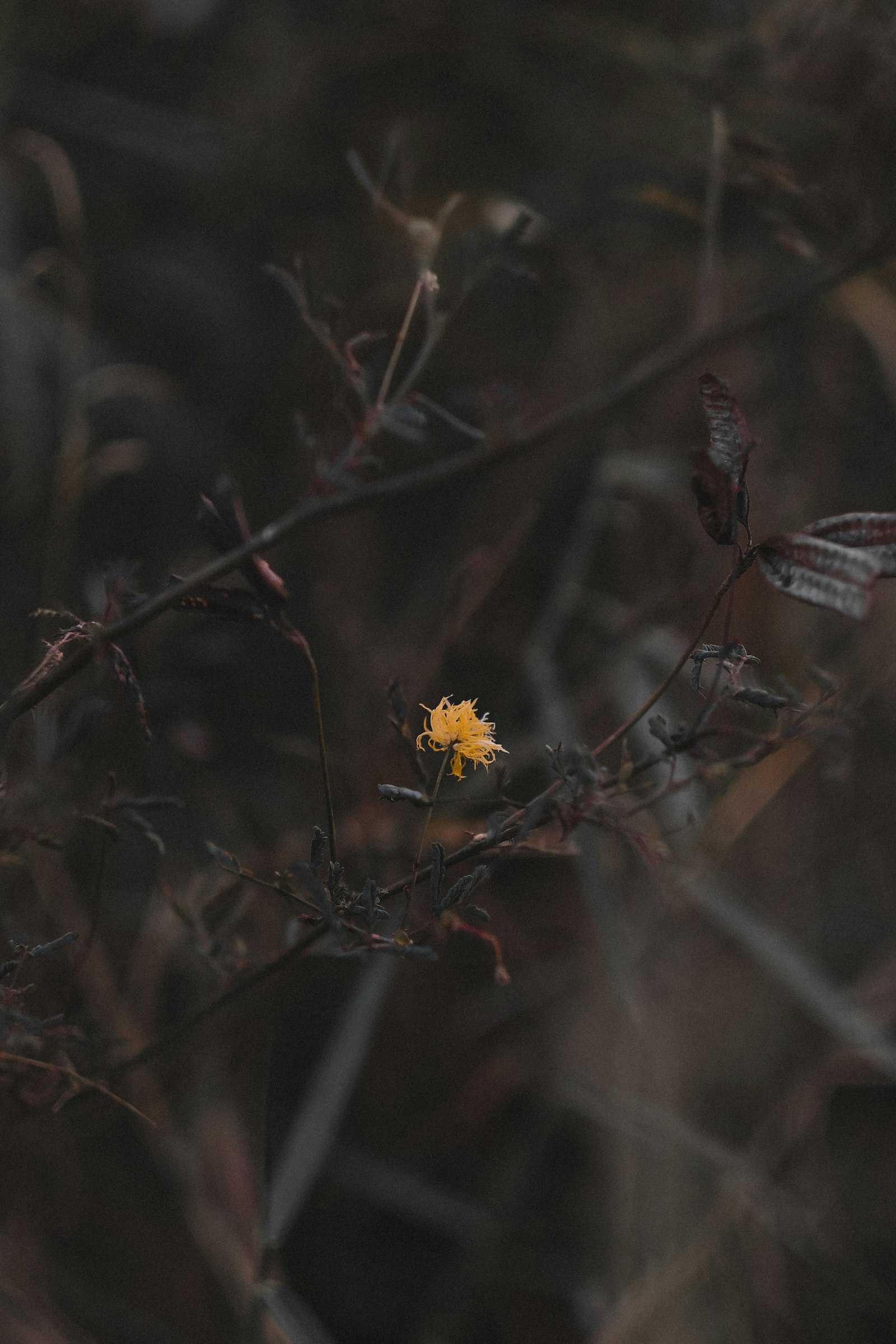 Fujifilm X-A2 sample photo. Yellow-petaled flowers photography