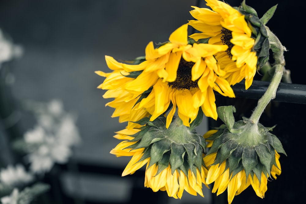 selective focus photography of yellow sunflowers