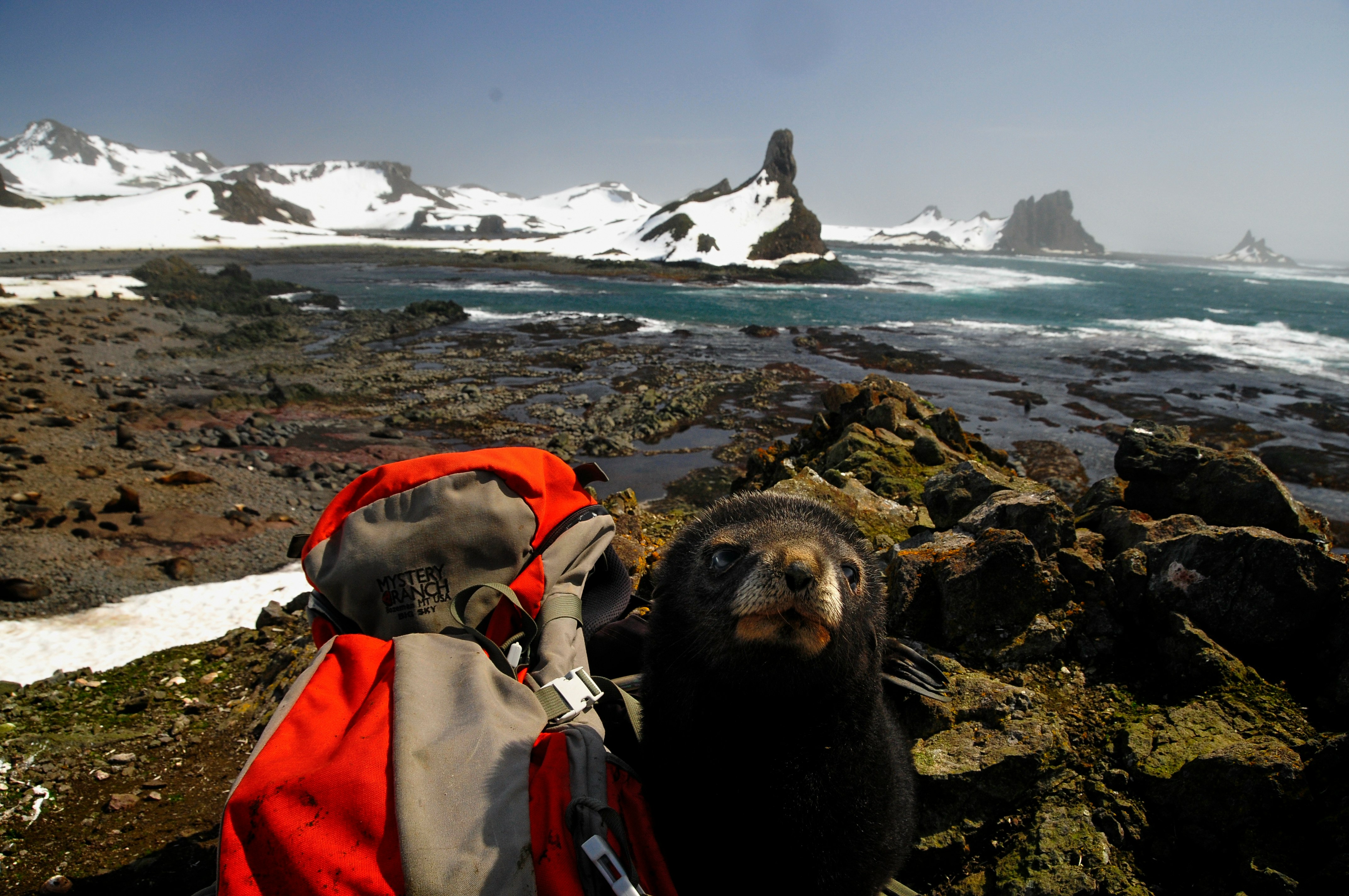 Antarctic fur seal pup with a backpack. 