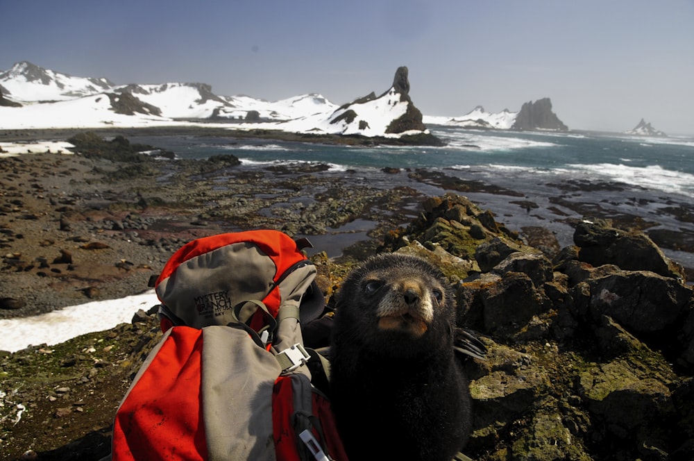 sea lion on rock near sea