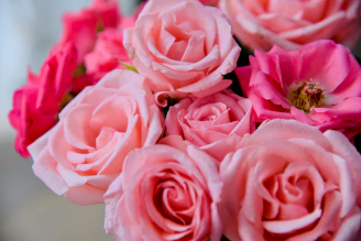 Close-up of delicate roses in various shades of pink, highlighting their fresh petals and subtle texture.