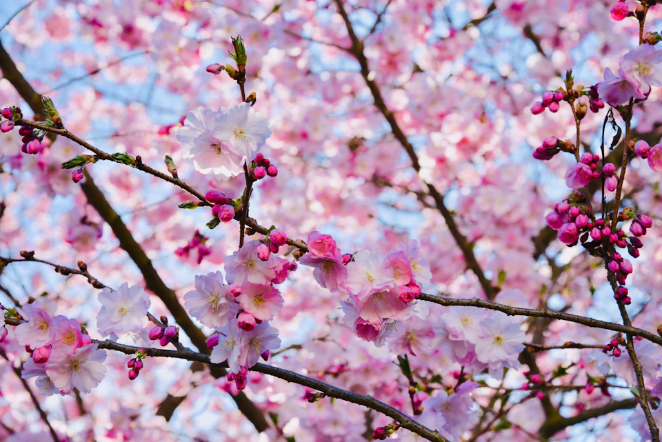 The image depicts a tree with pink flowers blooming on its branches against a clear blue sky. The flowers are in full bloom, their petals open wide and vibrant, creating a beautiful contrast to the azure backdrop. The tree is located centrally in the frame, drawing attention to itself as the main subject of the photograph.