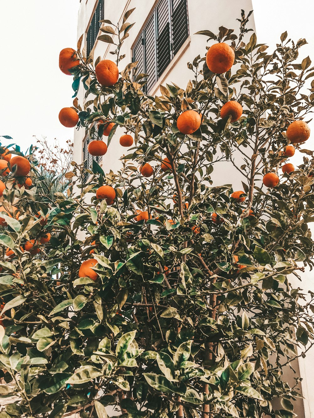 orange fruit