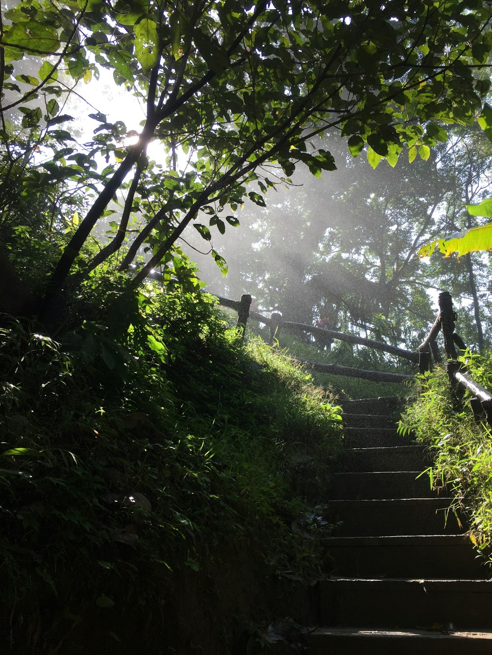 concrete stairs between trees