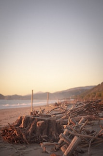 A sandy beach at sunset with driftwood scattered along the shore and gentle waves.