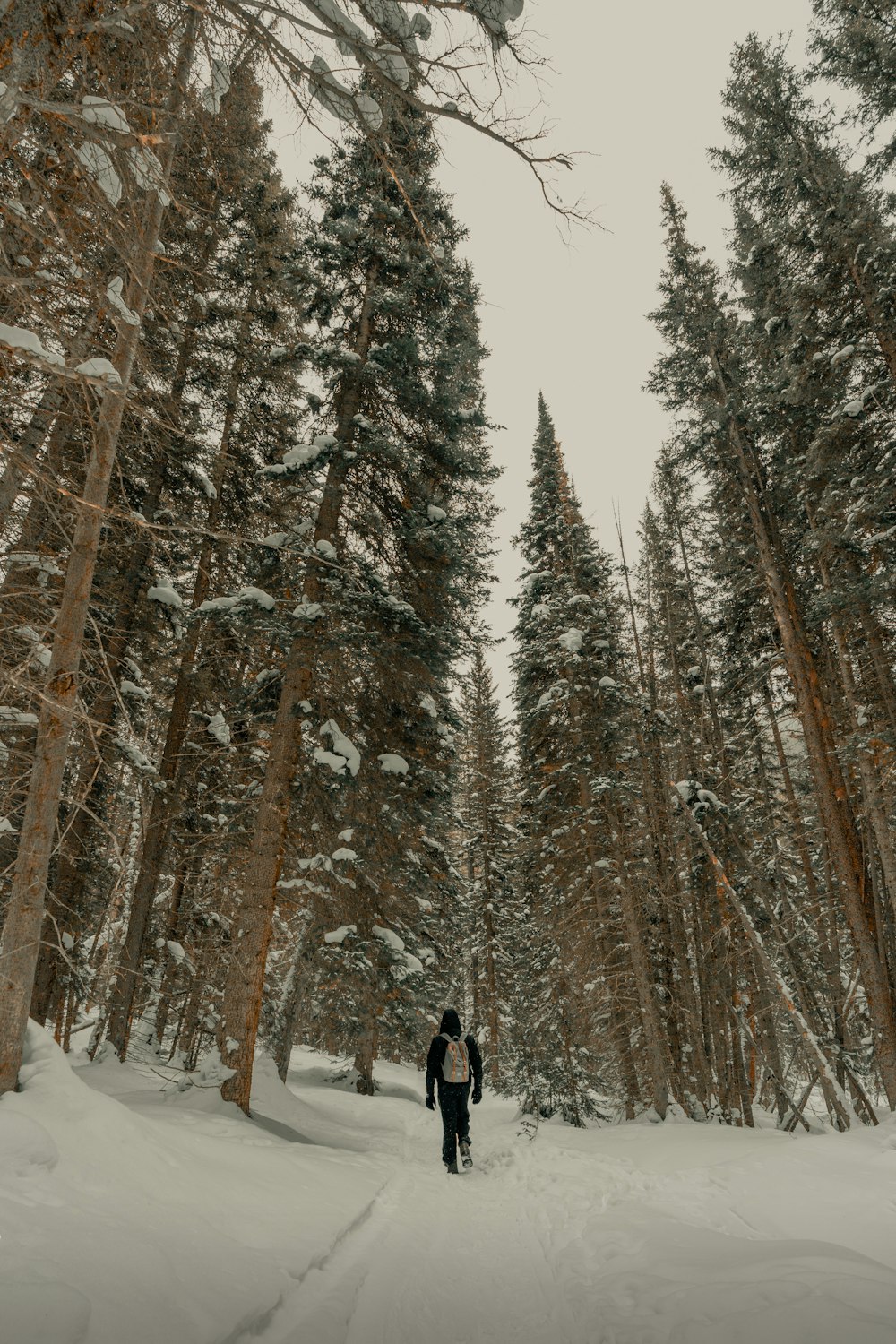 person walking on snow between pine trees