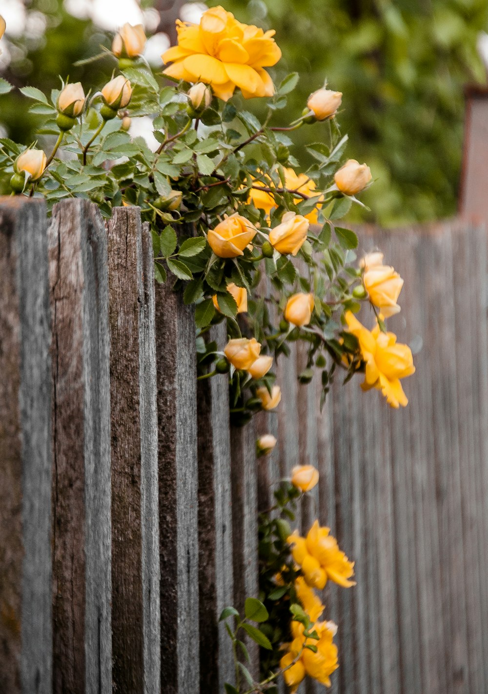 yellow-petaled flowers