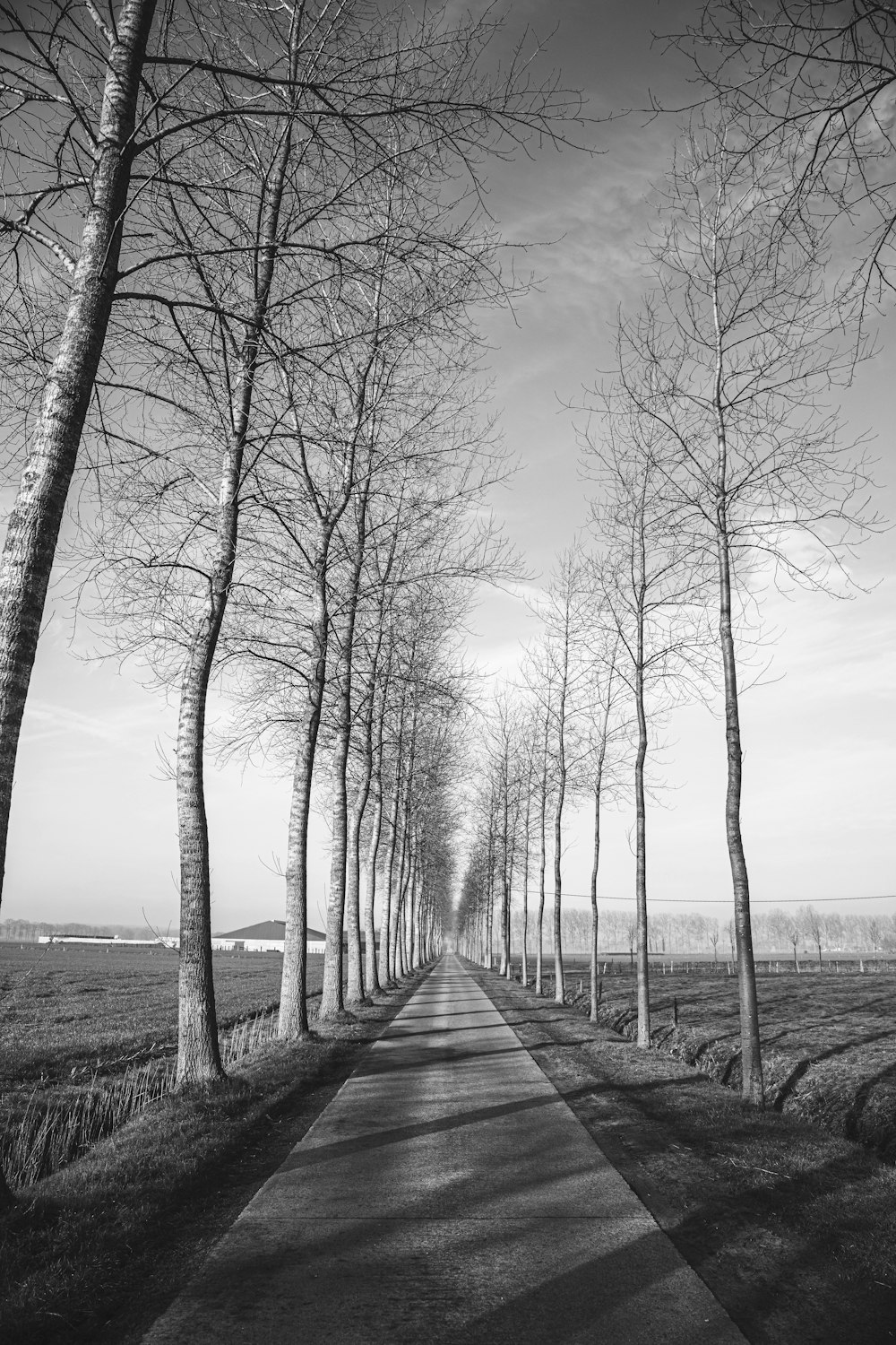 road between bare trees