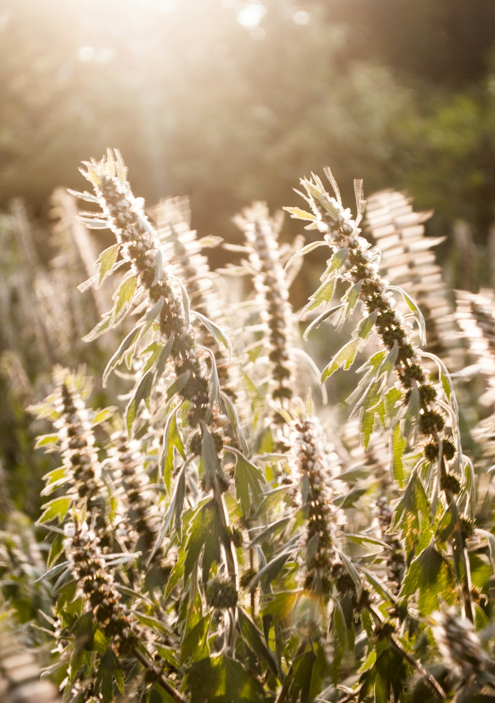 shallow focus photo of green plants