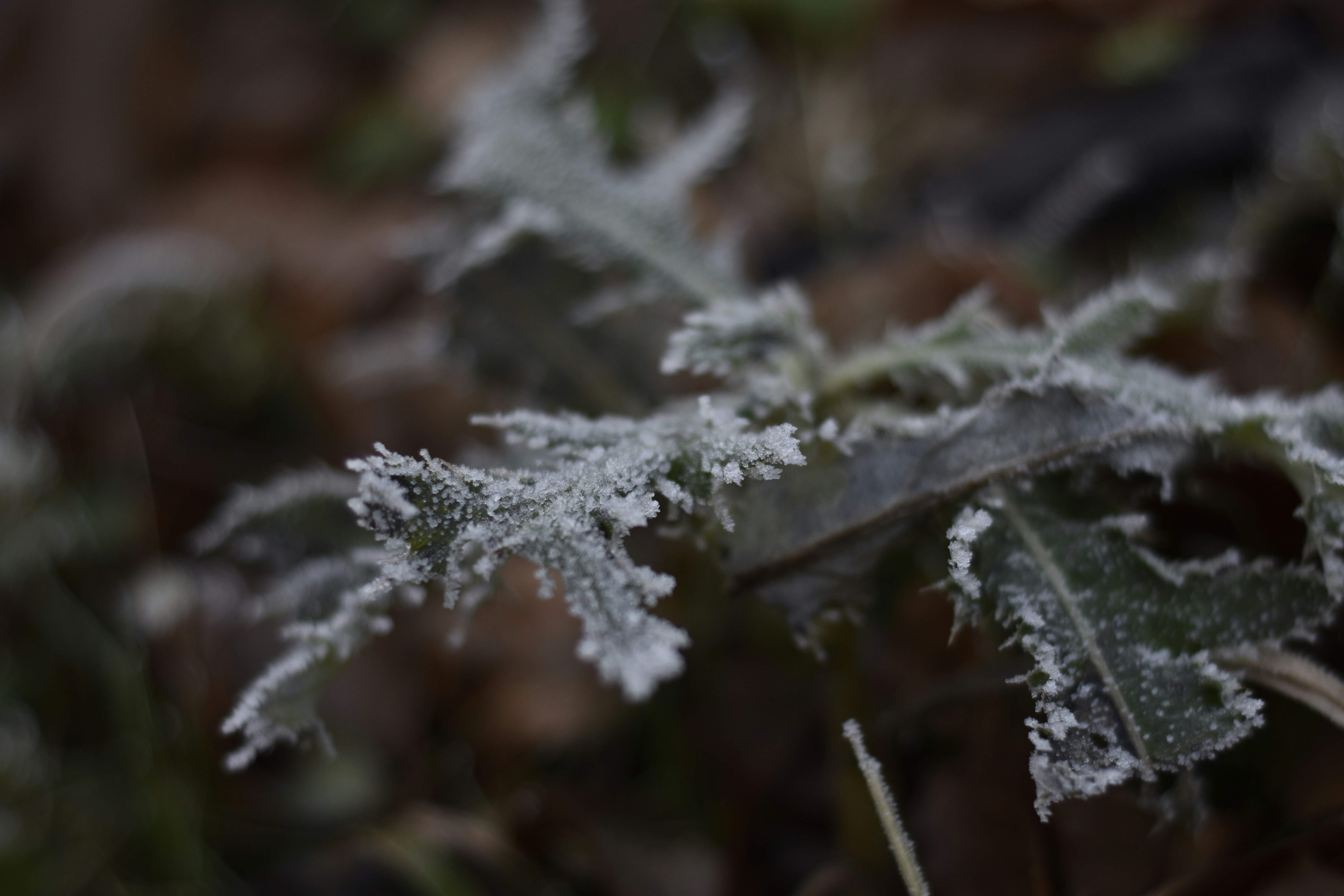shallow focus photography of green leaf, Frozen twig 