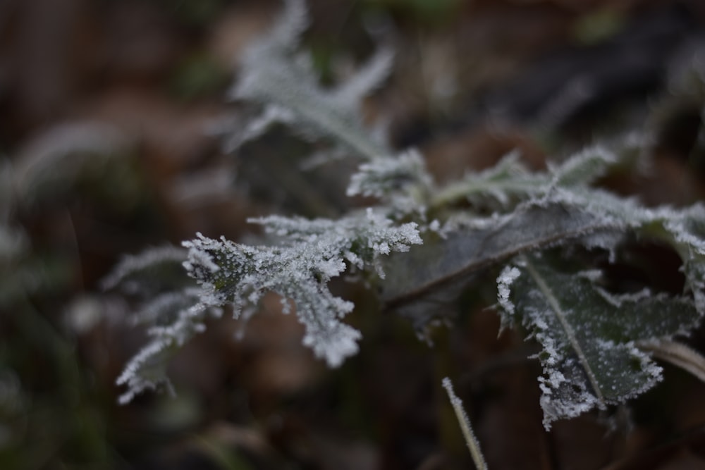 shallow focus photography of green leaf