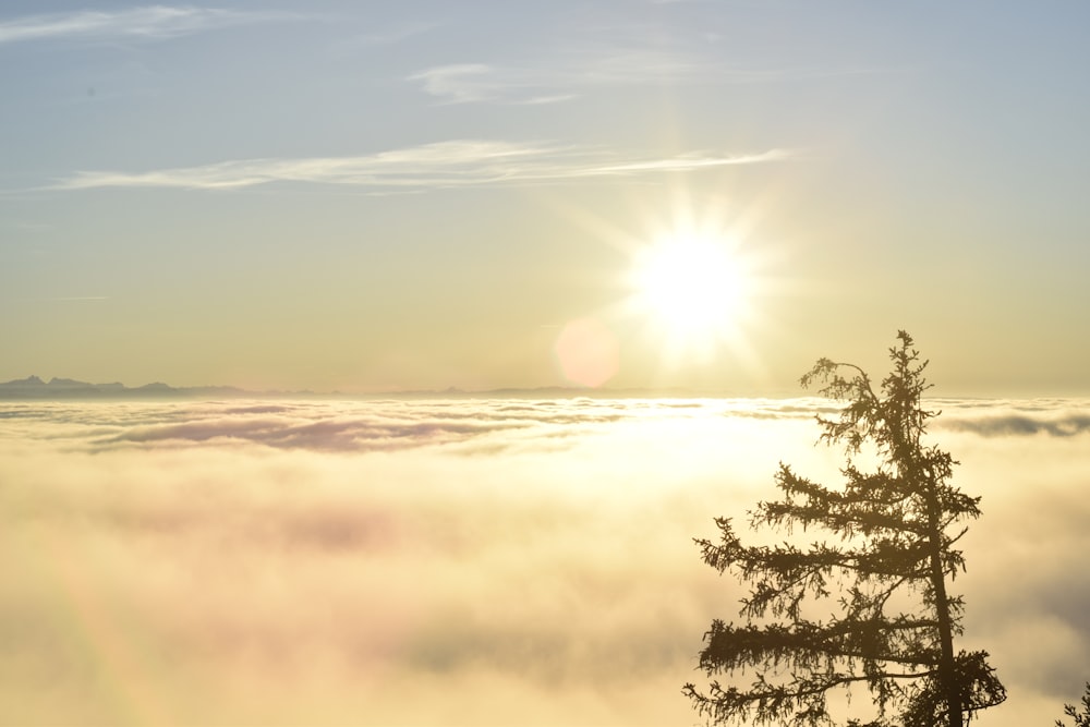 silhouette photography of tree