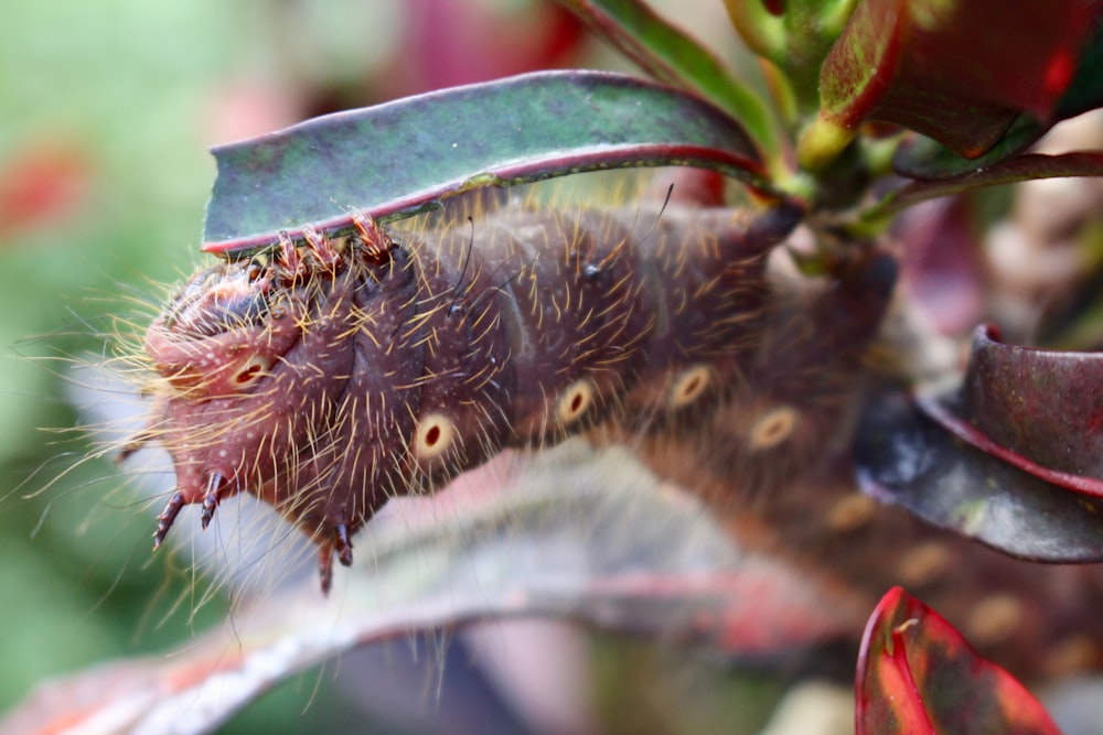 brown caterpillar