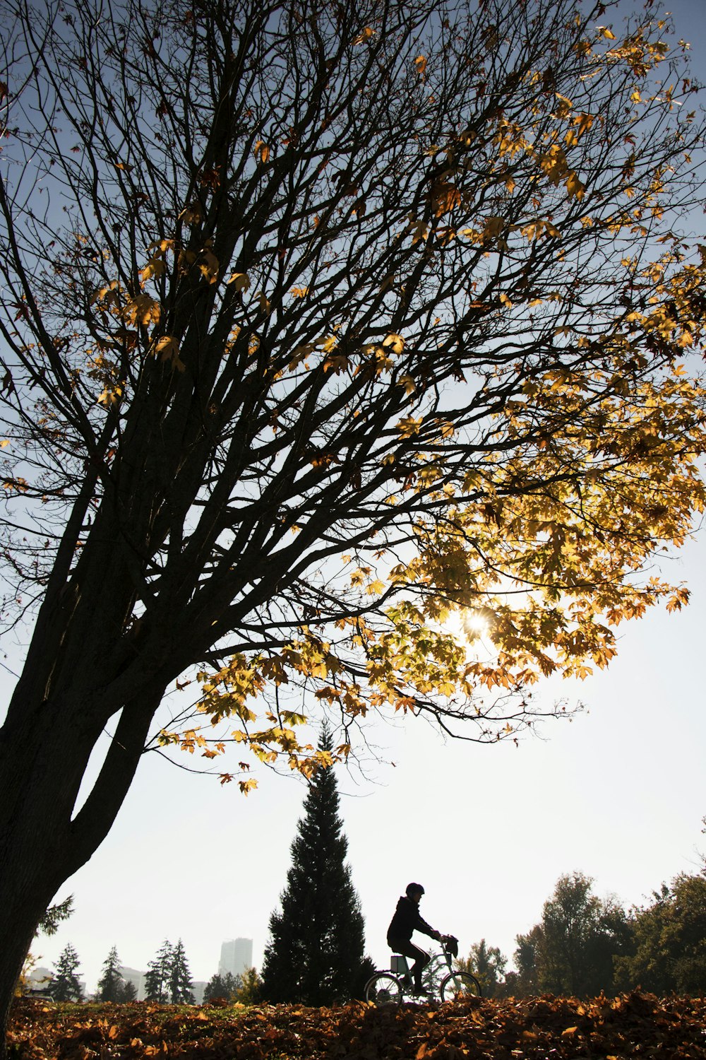 brown withered tree during golden hour