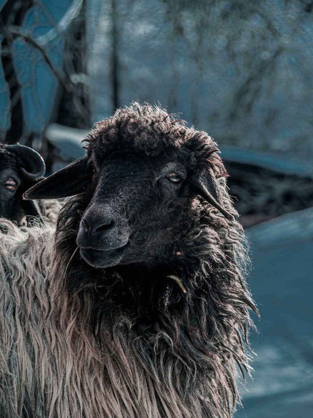 white and brown lamb