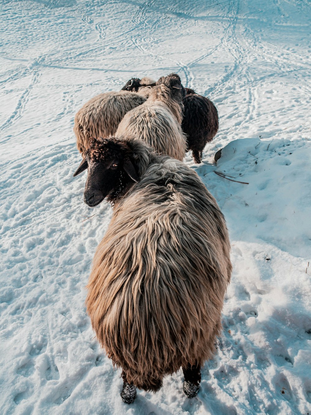 brown sheep