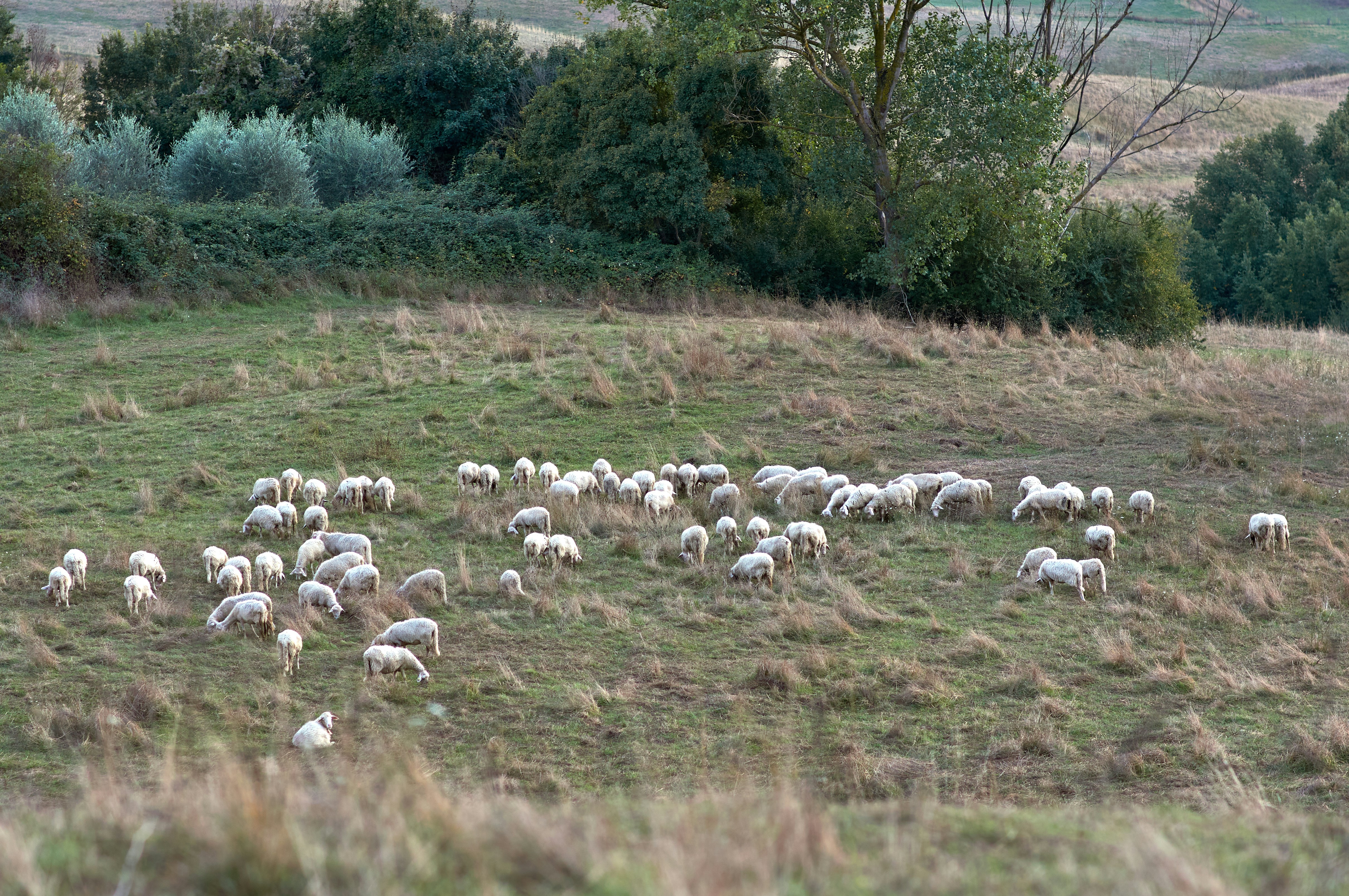 Photo by wolfgang_hasselmann