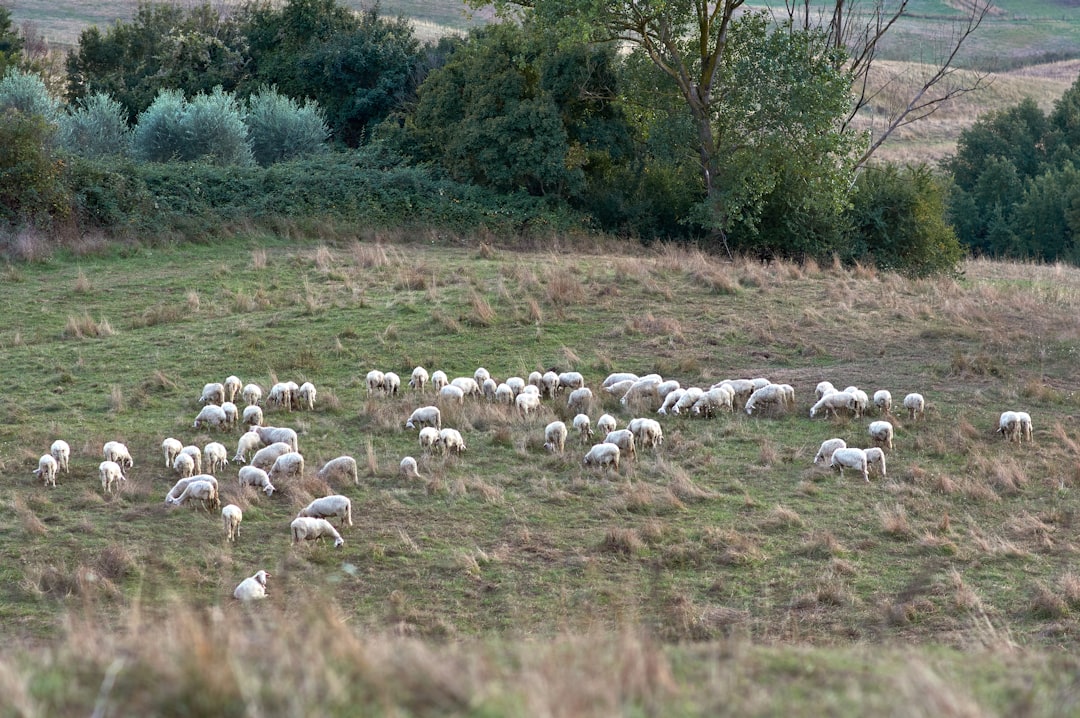 herd of sheep