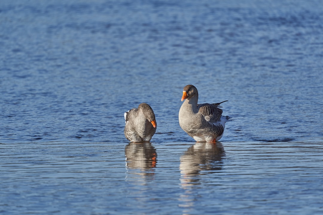 two gray ducks on body of water