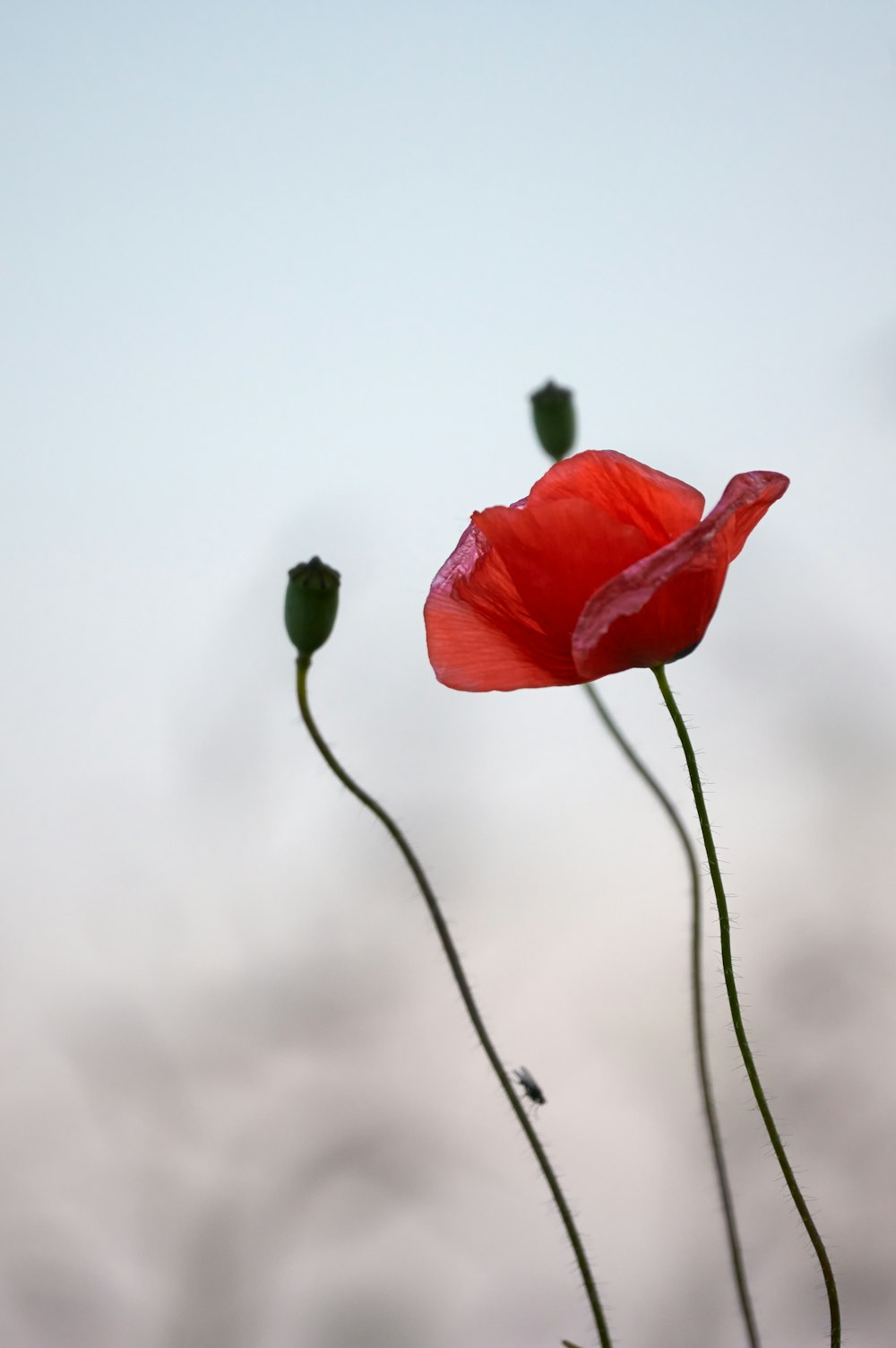 red-petaled flower