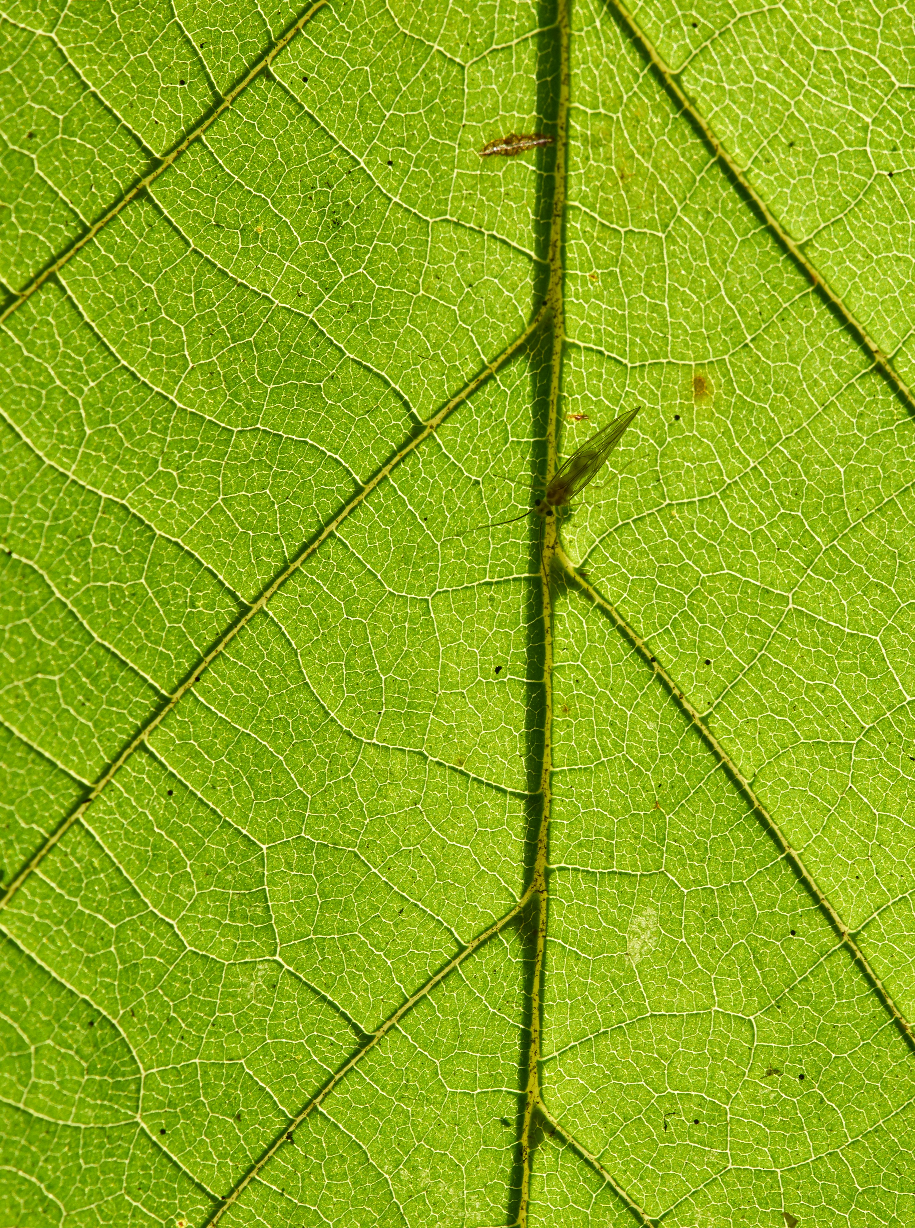 Photo by wolfgang_hasselmann