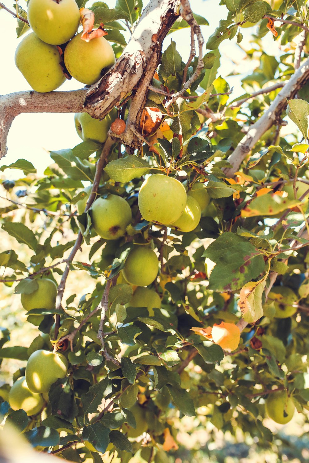 Frutos de manzana en el árbol