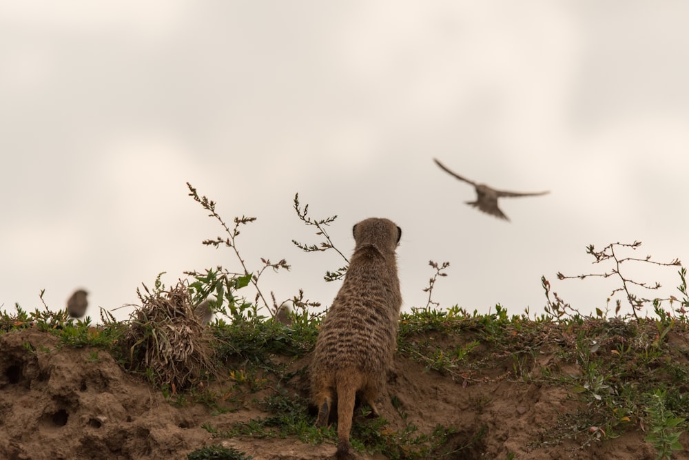 Animal marrón parado sobre la hierba