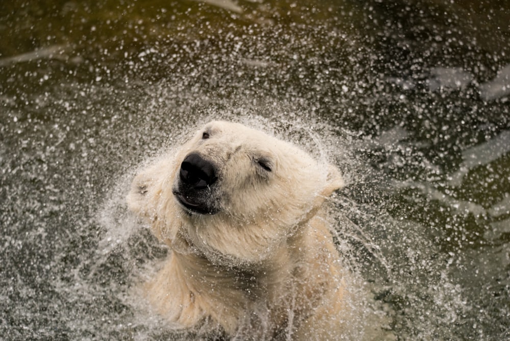 medium-coated white dog