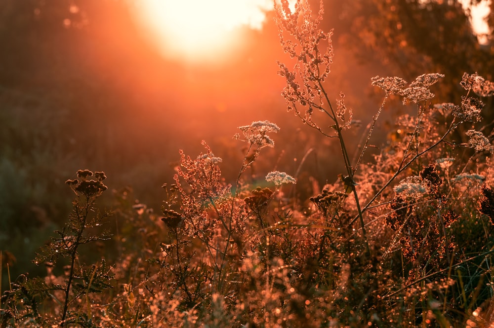 selective focus photo of green-leafed plants