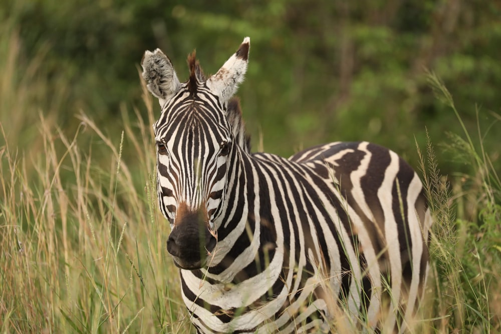 white and black zebra