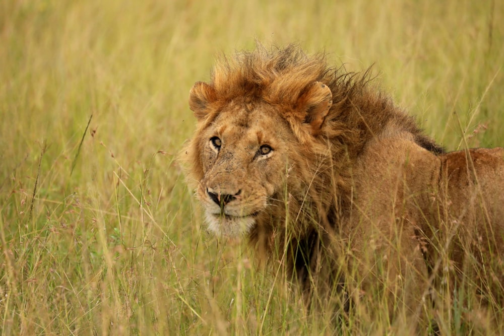 lion standing on green grass